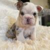 English Bulldog puppies