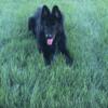 AKC Male 3yr old GSD