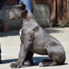Stunning Cane Corso Puppies! Black and Grey!