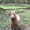 Registered Nigerian Dwarf Buck