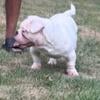 Exotic American bully for sale