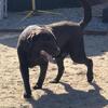 AKC Adult Male Chocolate Labrador (Woody)