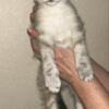 2 Beautiful Sweet Lynx Point Siamese kittens