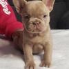 French Bulldog puppies 2k