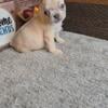 Frenchie puppies for sale