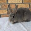 Mini Rex 5 Bucks (I think, new to sexing)