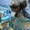 Female Maine coon kitten