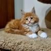 Parker Maine Coon male 2500$