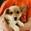 Welsh Corgi Puppies looking for there forever homes