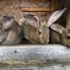 Adorable Flemish Giants - Hesperia, Mi