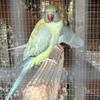 Indian Ringneck parrots