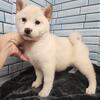 ISO Shiba inu male white