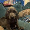 WEIMARANERS  FOR SALE