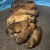 MAL-X puppies