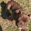 Olde English Bulldog puppies