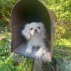 Adorable peke litter