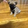 5 pug puppies for sale