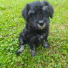 Sweet female miniature schnauzer 313-480-9494
