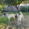 Kangal (Anatolian shepherd)