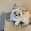 Exotic Shorthair female