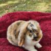 Beautiful Lop Bunny For Sale