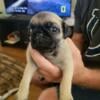 Pug Puppies for sale