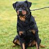 female rottweiler