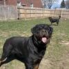 AKC Rottweiler puppies for sale