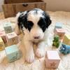 Micro bernedoodles