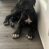 9 week old Cane Corso