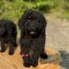 Tiny black female mini goldendoodle puppy