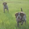 German Shorthair Point wanted