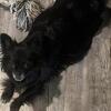 CKC Long Hair Applehead Chihuahua Puppies