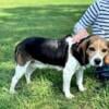 Great Female Beagle for  Rabbit Hunting 