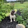 2 yr old cocker spaniel 