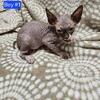 🐾 Cute and Cuddly Sphynx Kittens Available 🐾