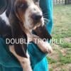 AKC Bassett Pups $1000 "Ready to Go"