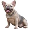 Lilac Tri Sable Female Frenchie French Bulldog