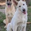 White German Shepherd