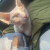 SPHYNX MALE STUD