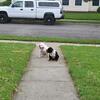 American Bullies For Re-Homing