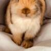 Holland lop bunny