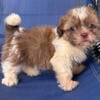 7 week female Shih tzu