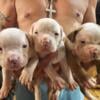 American Bulldog Puppies NKC registered 