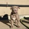 AMERICAN BULLY PUPPIES AVAILABLE NOW !