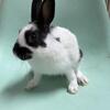 Bunny Dutch