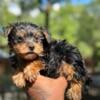 Yorkie Puppies Available