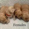 AKC Golden Retriever Puppies