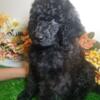 Standard Poodle ( AKC) Puppies