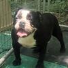 American Bully Female